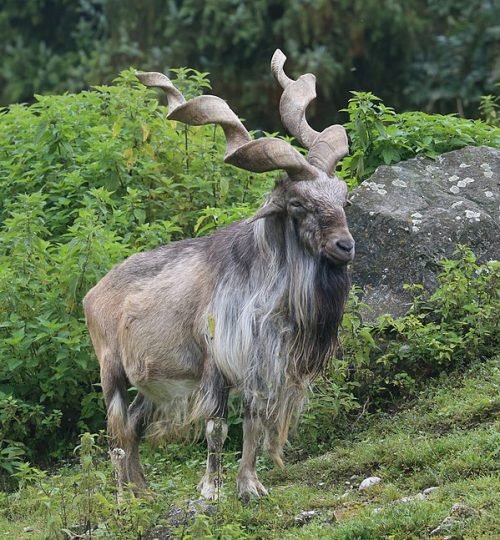 Markhor_Schraubenziege_Capra_falconeri_Zoo_Augsburg-02